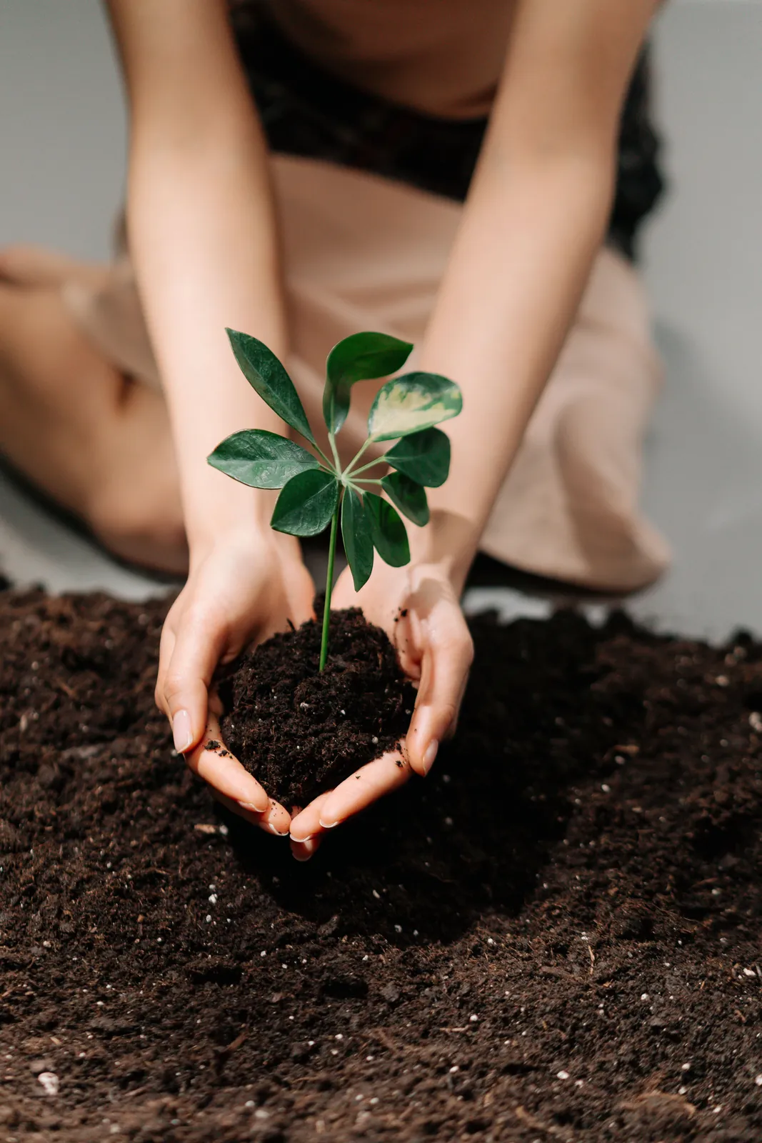 Mãos plantando um broto na terra