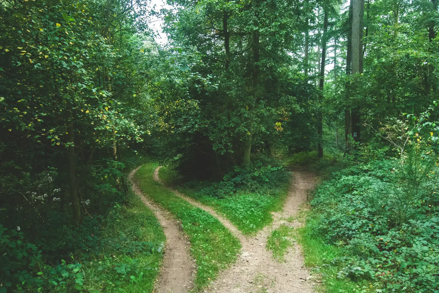 Uma bifurcação de caminho na floresta