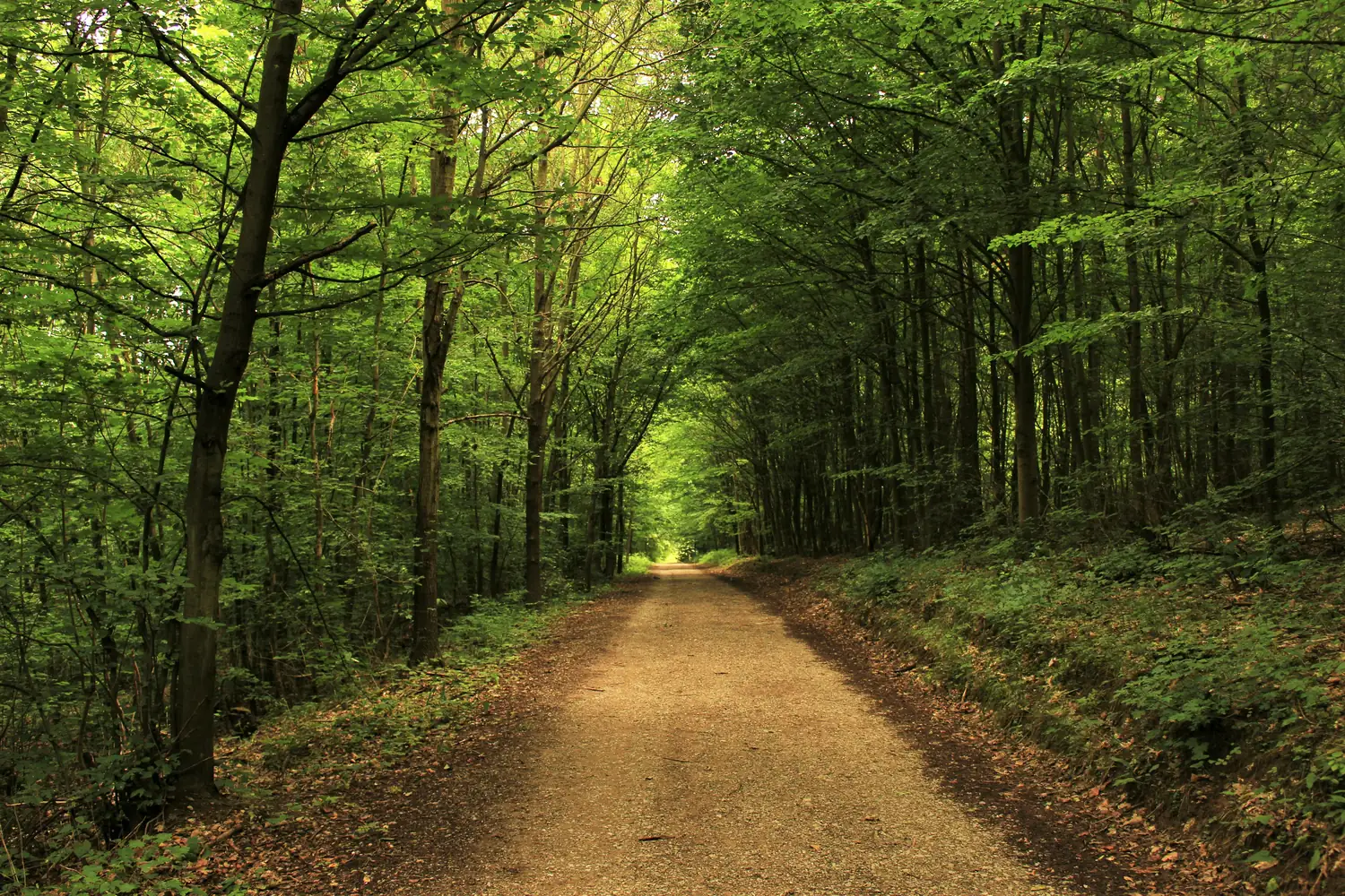 Uma estrada tranquila atravessando a floresta
